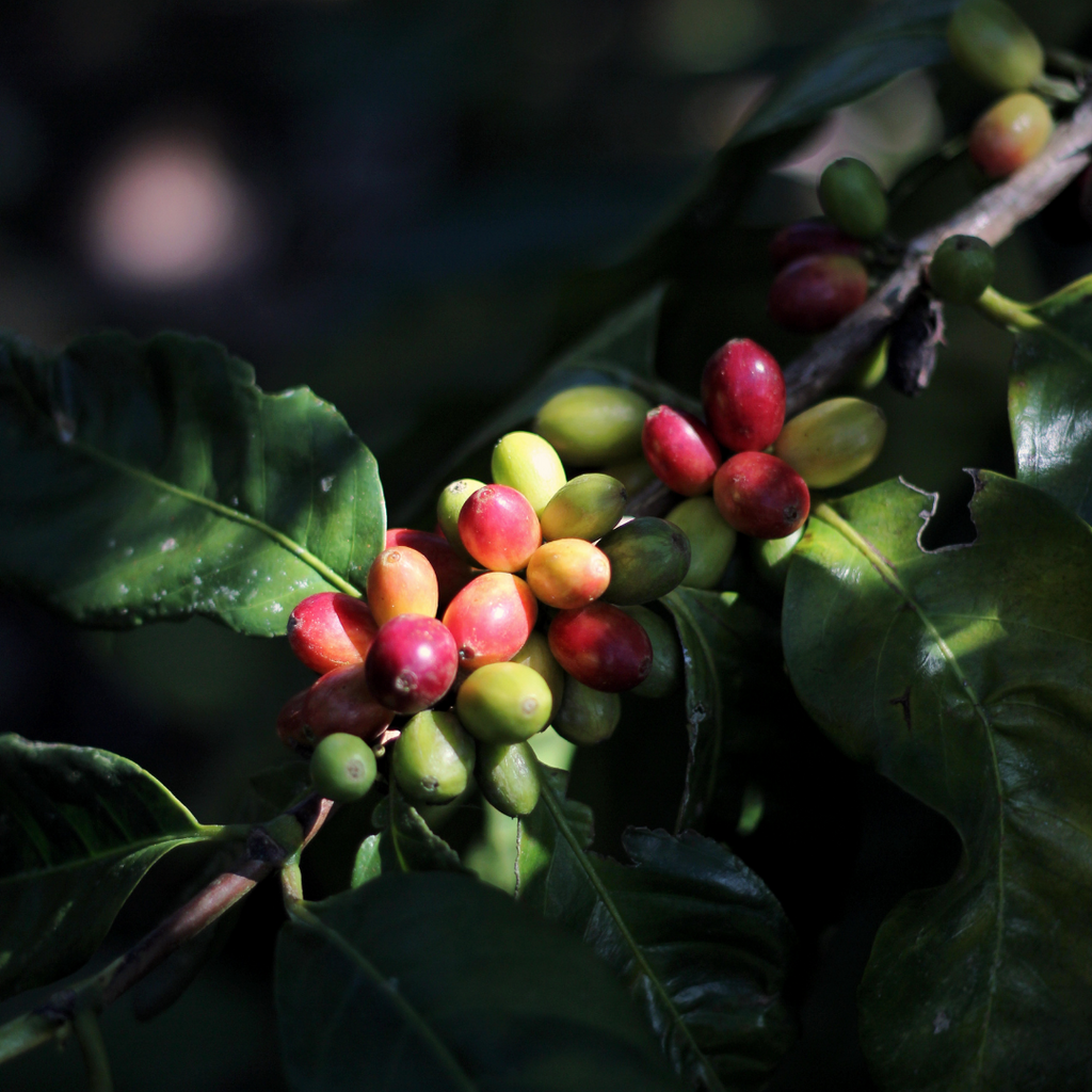 [ EVENT ] Why Malaysian grown coffee? w/ Sabarica Coffee