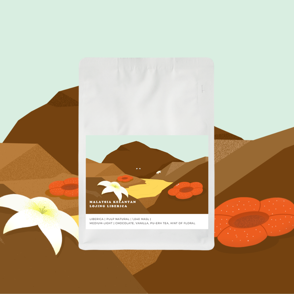 Malaysia Kelantan Lojing Liberica