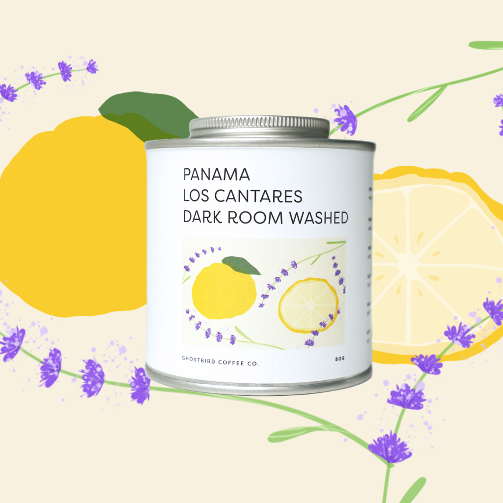 Panama Los Cantares Dark Room Washed